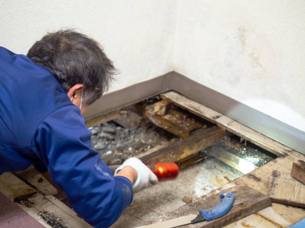 Best Attic Mold Removal  in Lliams Bay, WI