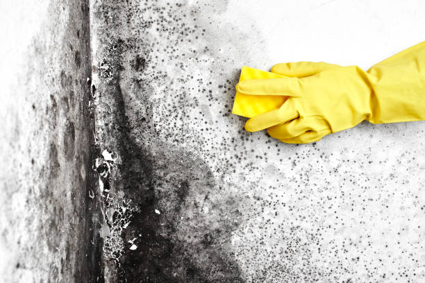 Best Black Mold Removal  in Lliams Bay, WI