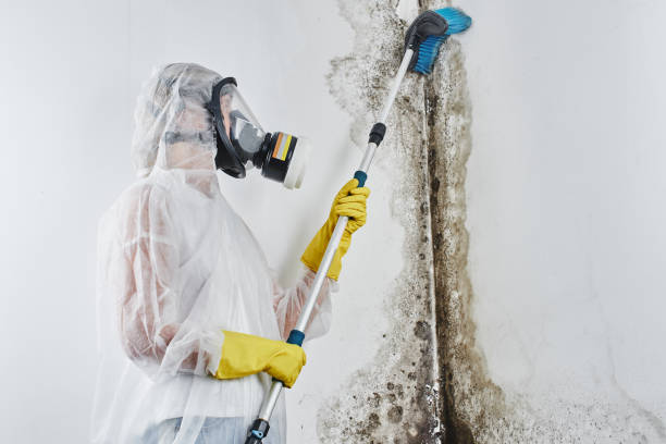 Best Professional Mold Removal  in Lliams Bay, WI