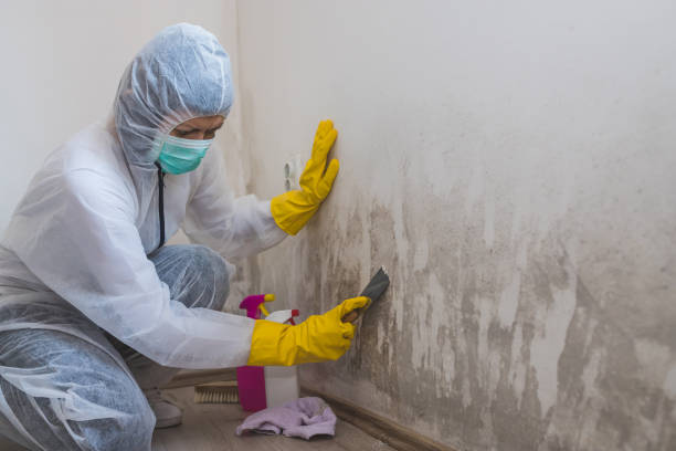 Best Certified Mold Removal  in Lliams Bay, WI