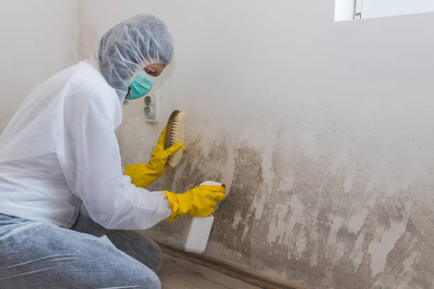 Best Commercial Mold Removal  in Lliams Bay, WI