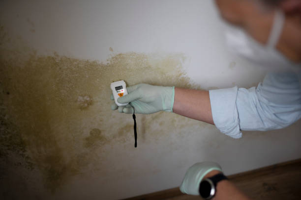 Professional Mold Removal in Williams Bay, WI