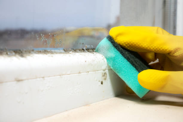 Best Certified Mold Removal  in Lliams Bay, WI