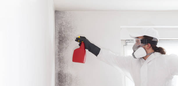 Best Mold Removal Company Near Me  in Lliams Bay, WI