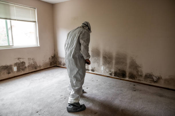 Best Mold Damage Repair  in Lliams Bay, WI