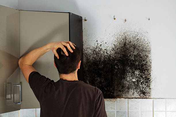 Best Black Mold Removal  in Lliams Bay, WI