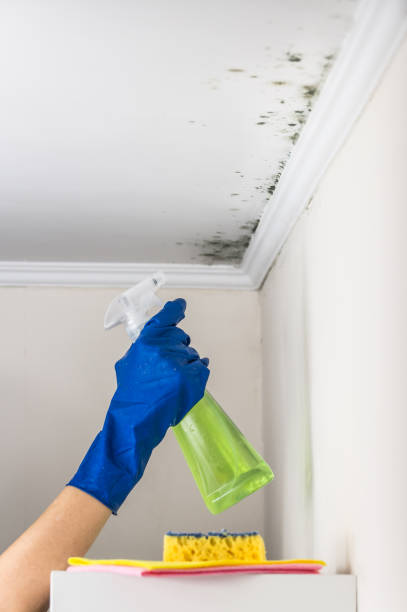 Best Professional Mold Removal  in Lliams Bay, WI