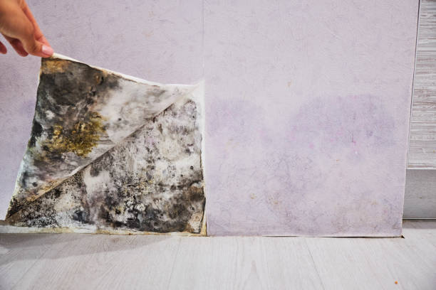 Best Mold Damage Repair  in Lliams Bay, WI